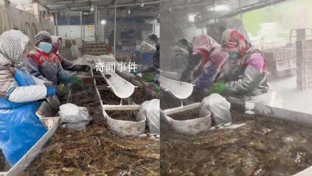 大媽們風雪中唱著歌清理活海參 網(wǎng)友看后表示心酸又佩服