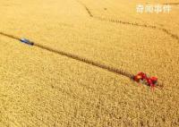 糧食產(chǎn)量連續(xù)8年站穩(wěn)1.3萬億斤 攻堅克難奪豐收中國飯碗成色足