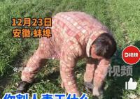 男子偷割他人麥苗喂羊 經(jīng)民警批評教育男子認識到其錯誤行為