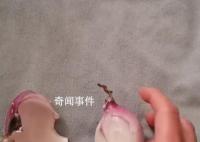 女子一家三口發燒用洋蔥退熱成功 網友表示用了沒退下來