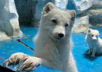 動物園北極狐指甲過長行走困難 看起來真的好痛