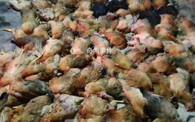 南寧一養(yǎng)雞場上千只雞突然死亡 稱煙花爆竹讓雞受到了驚嚇導致