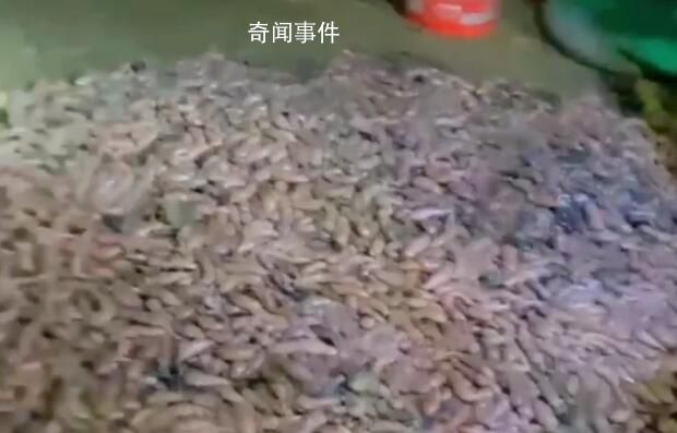 煙臺(tái)海邊再現(xiàn)大量海腸 有人一晚上沒走現(xiàn)場(chǎng)賣海腸