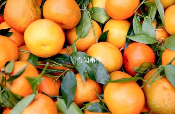 媽媽買(mǎi)900斤橘子等女兒回家過(guò)年 網(wǎng)友：真是可憐天下父母心
