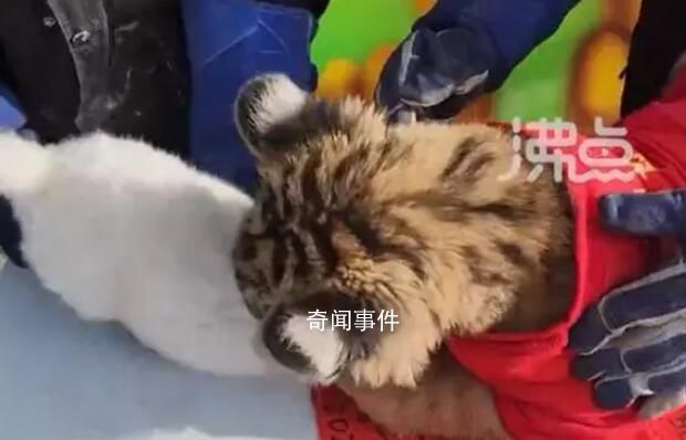 動物園辦虎兔交接兔子差點被加餐 突如其來的變故讓現(xiàn)場工作人員嚇了一跳