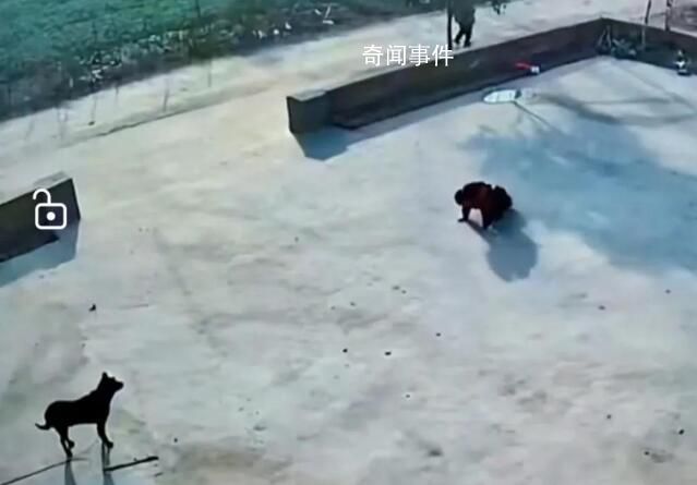 孩子抱走小狗還給大狗磕了3個(gè)頭 直接把狗給磕蒙了