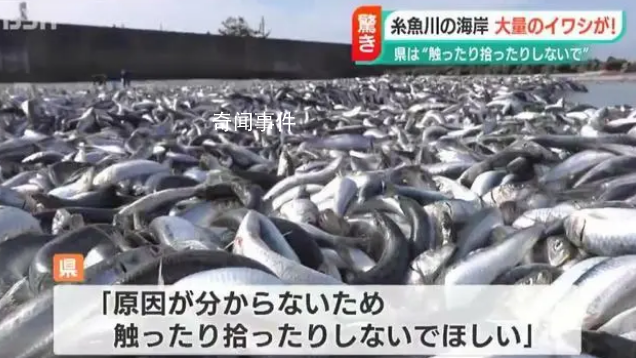 日本一沙灘驚現(xiàn)大量沙丁魚 尚不清楚這種情況發(fā)生的原因