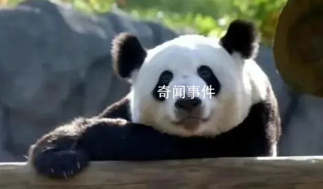 北京動(dòng)物園稱正辦理丫丫回國手續(xù) 具體日期不清楚