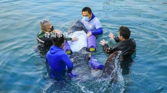去世侏儒抹香鯨胃內(nèi)有大量塑料 心臟有瘀血塊