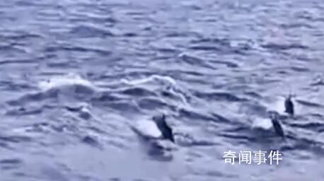漁民出海偶遇100多只海豚逐浪嬉戲 整個(gè)過程持續(xù)約半個(gè)小時(shí)