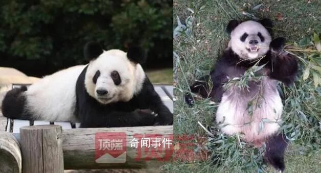 網友呼吁接回旅美大熊貓丫丫 已有專家赴美照看