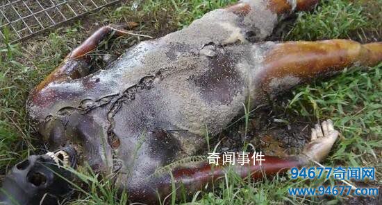 全球五大最驚悚的尸體農(nóng)場(chǎng) 尸體農(nóng)場(chǎng)恐怖照片