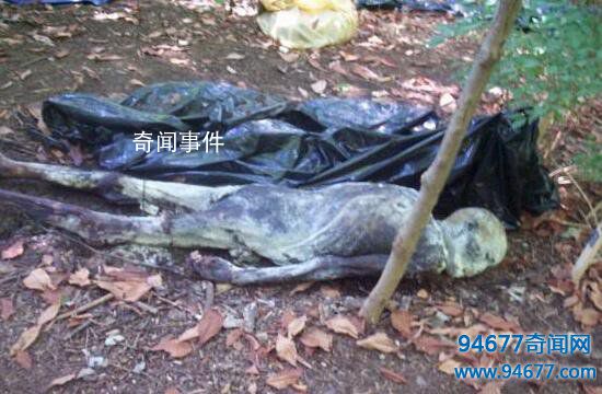 全球五大最驚悚的尸體農場 尸體農場恐怖照片