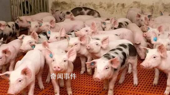 豬糧比價(jià)回升至二級(jí)預(yù)警區(qū)間 連續(xù)三周處于5∶1—6∶1之間