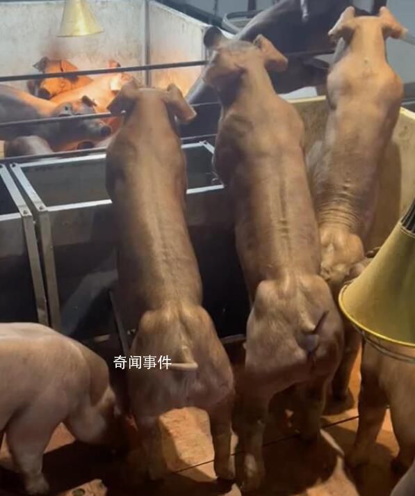 健身豬一只最高能賣8萬元 主要用來配種