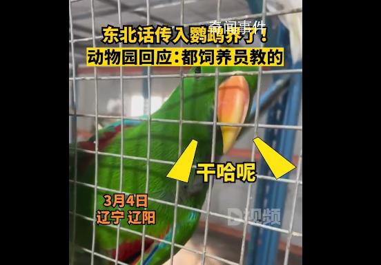遼寧一動(dòng)物園鸚鵡滿嘴東北味 吸引了不少游客