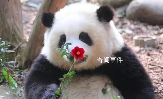 認養(yǎng)大熊貓1年10萬終身100萬 認養(yǎng)權先到先得