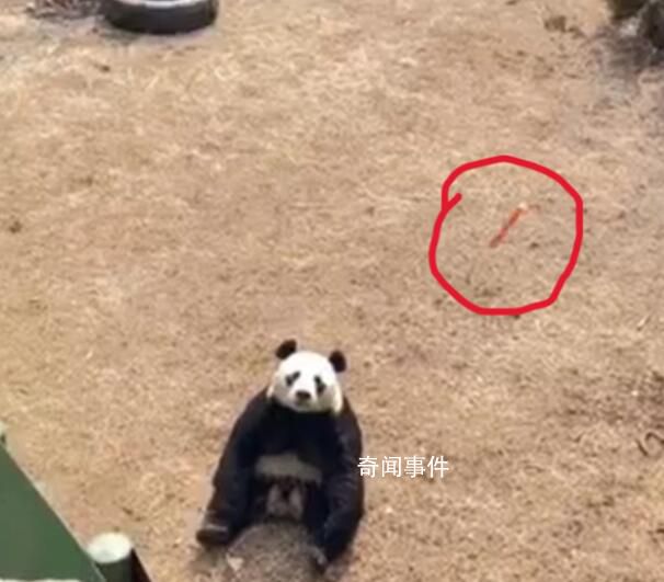 游客疑給大熊貓投喂帶皮火腿腸 無法杜絕不文明現(xiàn)象