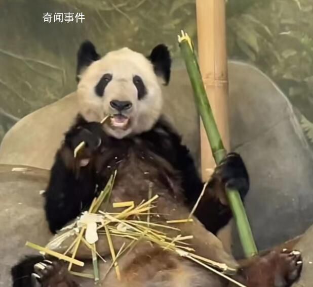 北京動物園:沒認養熊貓業務