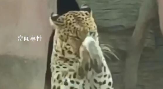 動物園回應(yīng)“金錢豹回拜游客” 沒想到會模仿游客的動作