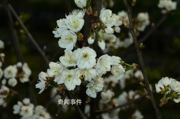 浙江選育出了“螺螄粉”櫻花 為什么要取臭臭的名字