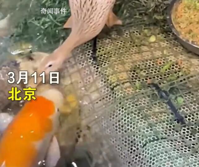 北京海洋館回應鴨子給魚當飼養員 引起廣泛關注