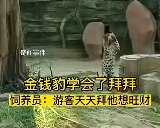 金錢豹學會了拜拜 網友：招財豹