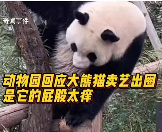動物園回應(yīng)大熊貓擦屁股出圈 應(yīng)該就是正常蹭癢