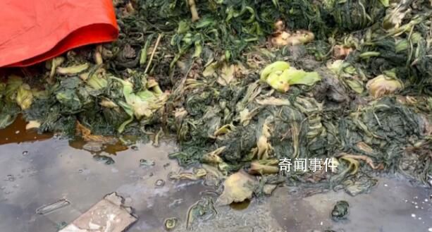 知名橄欖菜企業生產環境觸目驚心 蒼蠅亂飛污水橫流
