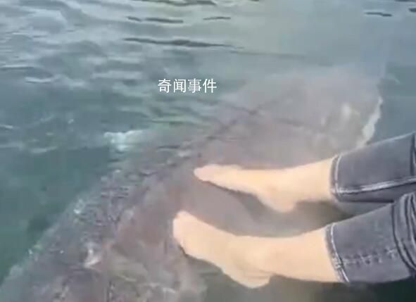 女子喂養(yǎng)500斤大魚當(dāng)寵物 西伯利亞醇是什么魚