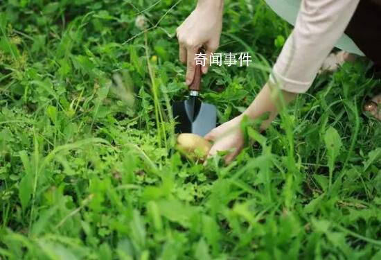 大媽進校園挖菜疑采走學生畢業(yè)材料 具體什么情況怎么回事