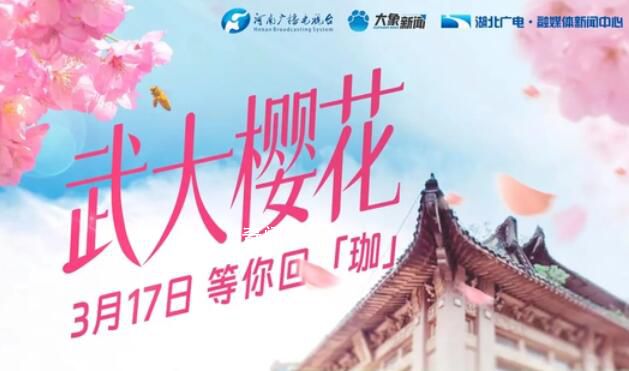 武大櫻花等你回“珈” 櫻花樹(shù)下咱們不見(jiàn)不散