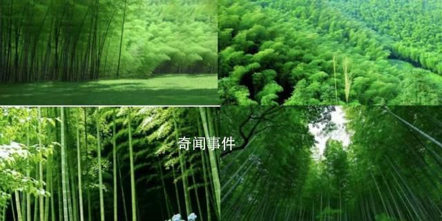 云南竹博園遇“先拆后補(bǔ)”起訴政府