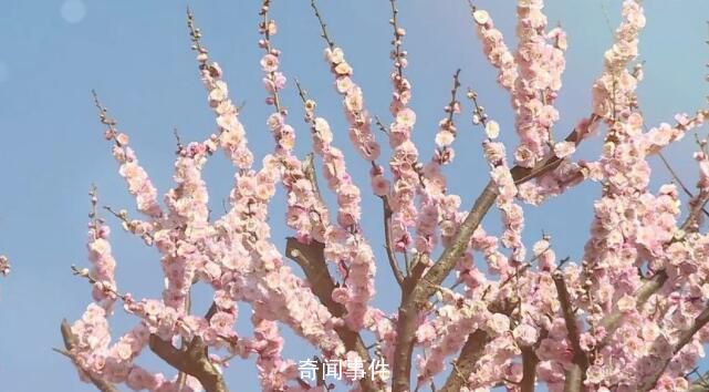 春季旅游消費(fèi)強(qiáng)勢復(fù)蘇 賞花成為春季旅游的熱門主題