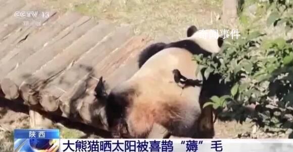大熊貓被小鳥薅毛毫無反應(yīng)淡定干飯 喜鵲為什么會(huì)盯上大熊貓身上的毛呢