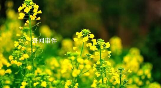 這個(gè)春天,與美好不期而遇