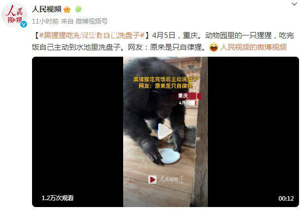 黑猩猩吃完飯主動到水池里洗盤子 網友：原來是只自律猩