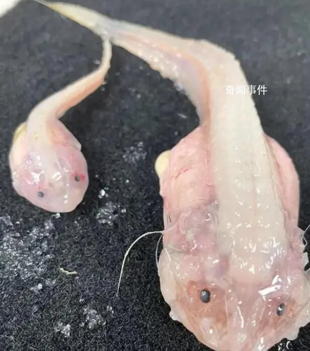 日本8336米深海發現怪魚 這種魚離開水就會瞬間化成啫喱狀