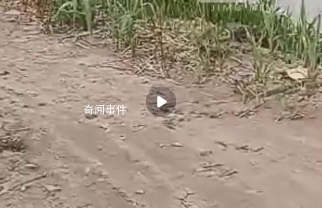 村民稱(chēng)交萬(wàn)元鋪路費(fèi)8年還未修成 村干部：當(dāng)年錢(qián)沒(méi)收齊