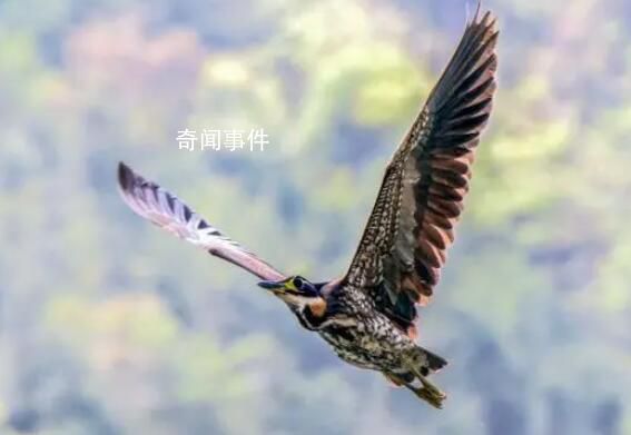 廣東惠東發(fā)現(xiàn)“世界最神秘的鳥” 海南鳽是幾級(jí)保護(hù)動(dòng)物