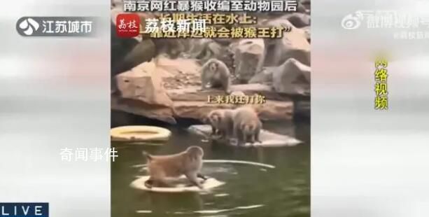 南京網紅暴猴遭霸凌長期水上漂 如何安置該獼猴園方尚未給出回應