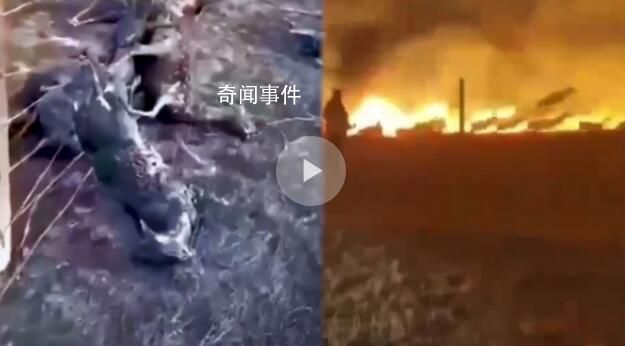 中蒙邊境草原起火 大量羊被燒焦