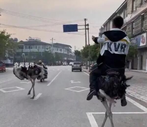 男子機(jī)動(dòng)車(chē)道上騎鴕鳥(niǎo) 還拍視頻炫耀
