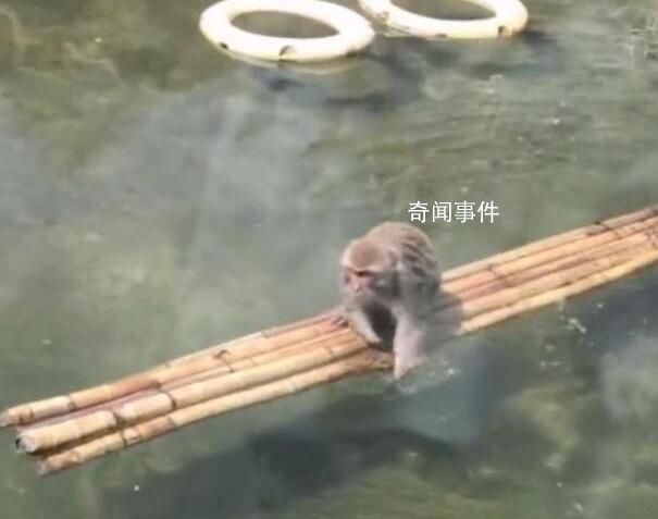 動物園回應網紅猴被欺負困在水中 沒有霸凌它會游泳