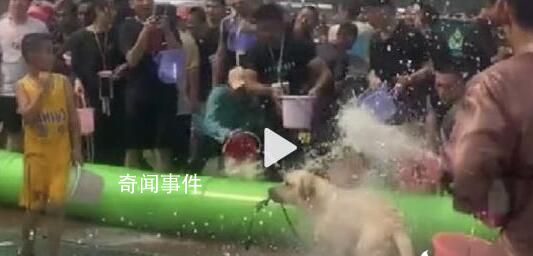 潑水節連狗路過都得淋兩桶水再走 節日氛圍濃厚