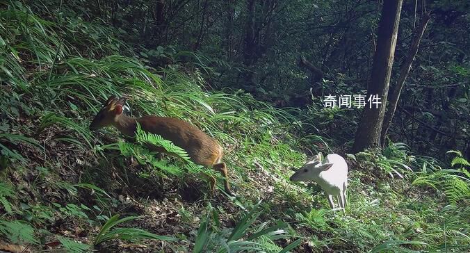 湖北巴東發現罕見瑞獸白麂 白麂在我國古代曾被稱為瑞獸