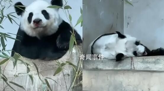 泰國保險公司將為熊貓賠付1500萬泰銖 具體死因還需要等進一步醫檢確認