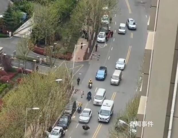青島一鴕鳥(niǎo)在車流中狂奔 當(dāng)天已抓獲