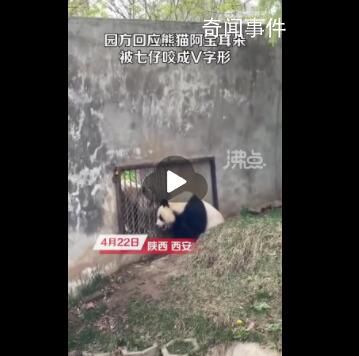 園方回應(yīng)熊貓阿寶耳朵被咬成V形 無大礙繁殖期較激動(dòng)