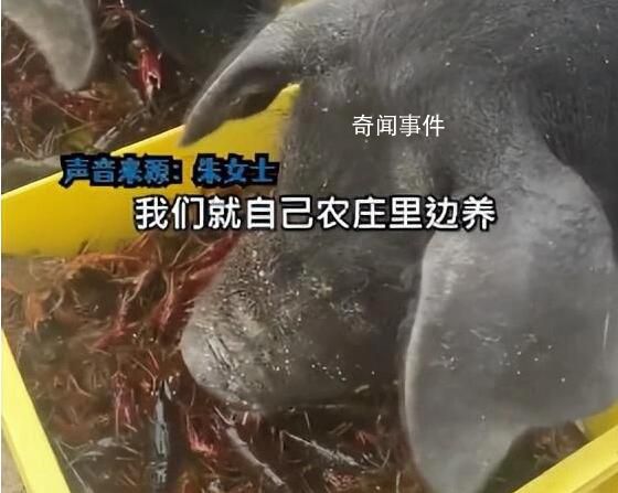 女子每天用上百斤小龍蝦喂豬 回應：自己養(yǎng)殖的蝦日產(chǎn)千斤